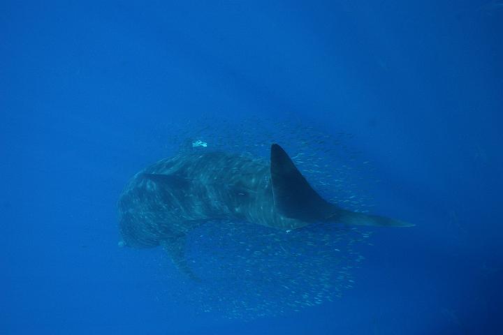 Mergulho 016.JPG